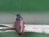 Isomira sp.