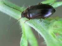 Isomira semiflava