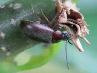 Isomira sp.