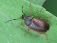 Isomira semiflava