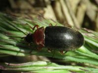 Isomira sp.