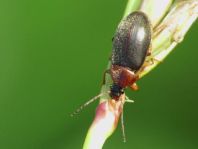Isomira sp.