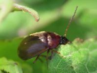 Isomira sp.