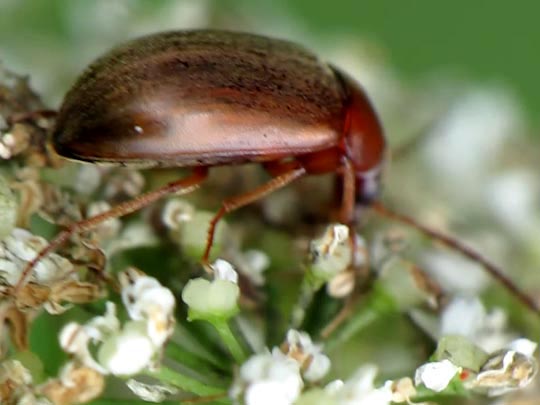 Isomira sp.