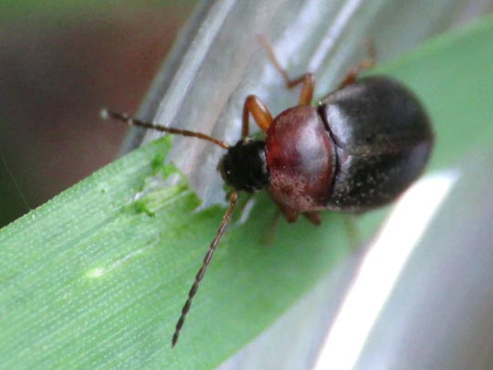 Isomira sp.