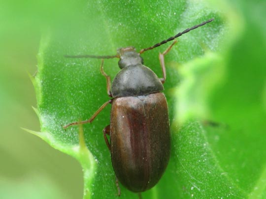 Isomira semiflava