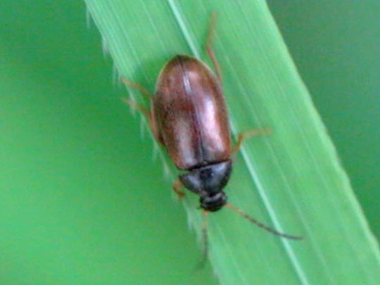 Isomira sp.