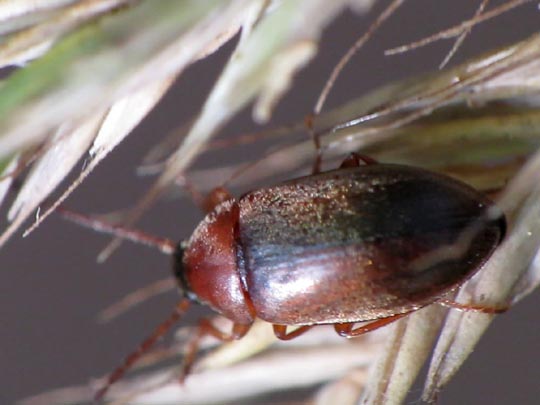 Isomira sp.