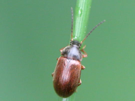 Isomira sp.
