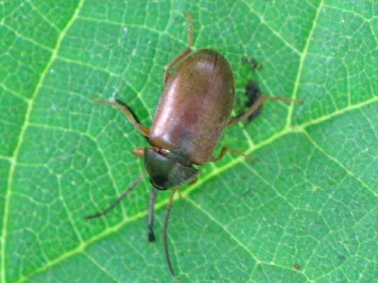 Isomira sp.