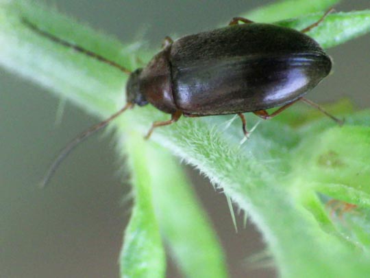 Isomira semiflava
