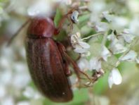 Isomira sp.