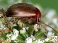 Isomira sp.