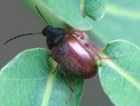 Isomira sp.