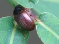 Isomira sp.
