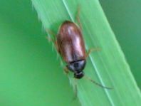 Isomira sp.