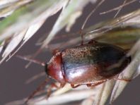 Isomira sp.
