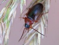Isomira sp.