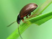 Isomira sp.