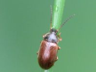 Isomira sp.