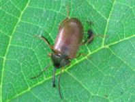 Isomira sp.