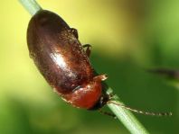 Isomira sp.