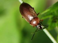 Isomira sp.