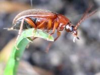 Isomira sp.