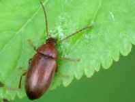 Isomira sp.