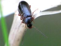 Larve, Pflanzenkäfer, Alleculidae