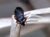 Pflanzenkäfer, Alleculidae