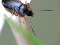 Pflanzenkäfer, Alleculidae