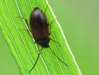 Pflanzenkäfer, Alleculidae