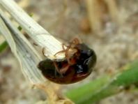 Pflanzenkäfer, Alleculidae