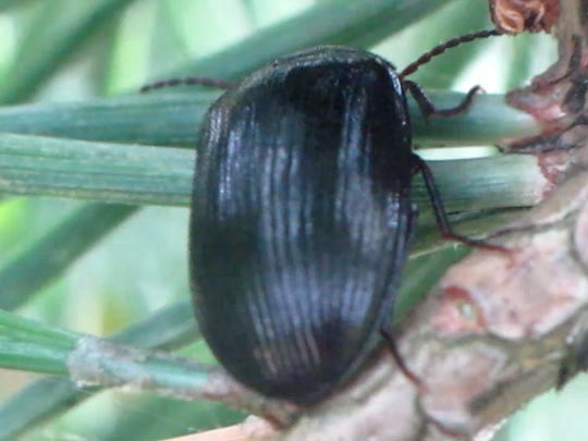 Prionychus sp.