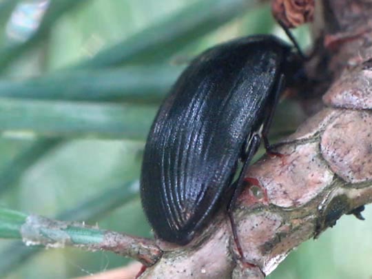 Prionychus sp.
