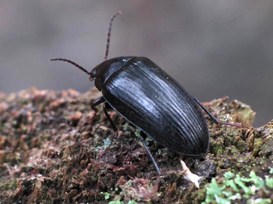 Prionychus sp.
