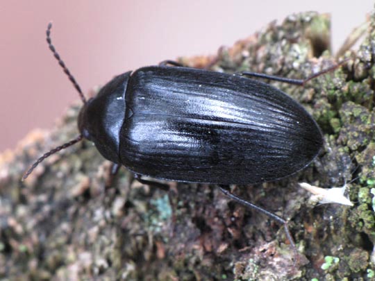 Prionychus sp.