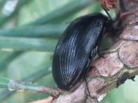 Prionychus sp.