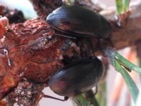 Prionychus sp.