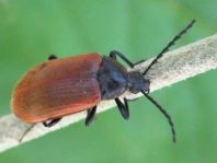 Pseudocistela ceramboides