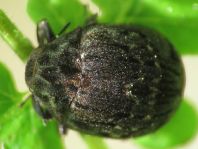 Byrrhus cf. fasciatus