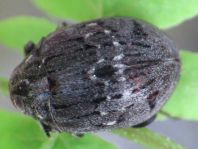 Byrrhus cf. fasciatus