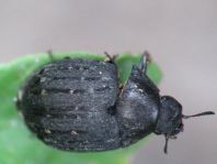 Byrrhus sp.