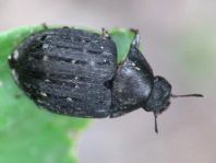 Byrrhus sp.