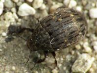 Byrrhus sp.