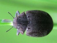 Byrrhus sp.