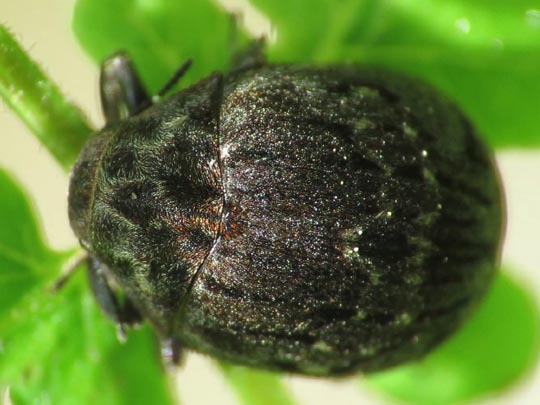 Byrrhus cf. fasciatus