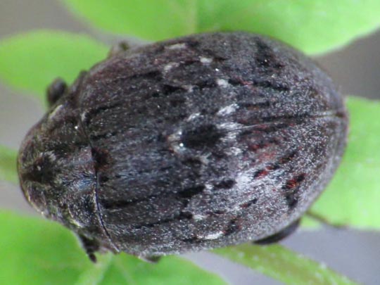 Byrrhus cf. fasciatus