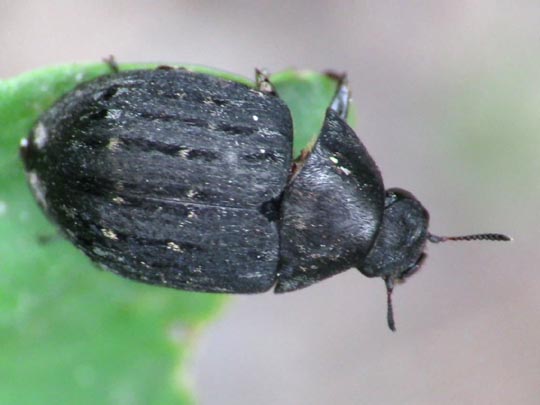 Byrrhus sp.